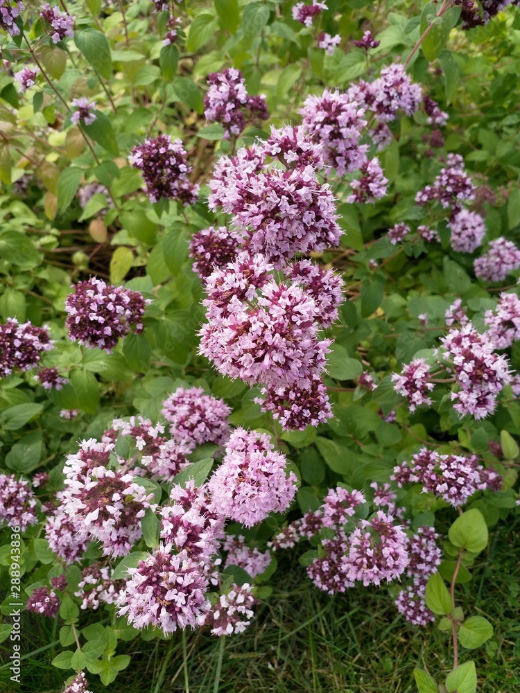 Closeup of pink, violet and purple oregano flowers in the garden Closeup of pink, violet and purple oregano flowers in the garden