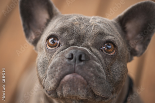 portrait of french bulldog © Brandy