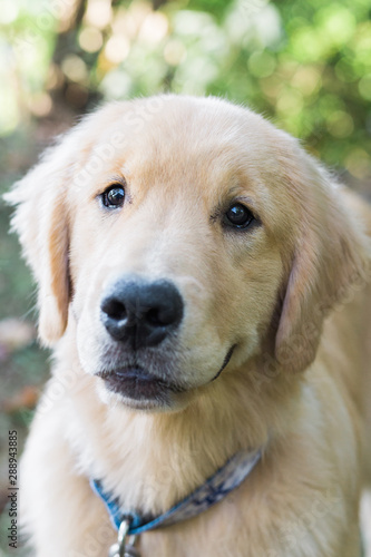Golden Retriever Dog Head and Shoulder Portrait