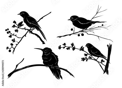 Vector Birds on Branch Silhouettes Set