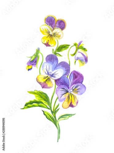 Bouquet of pansies  watercolor illustration on white background  isolated.