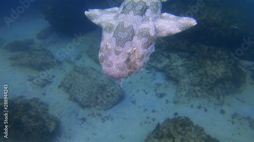 Wobbegong Shark Close Up. Grumpy Shark Swimming Close On Shark Dive. Moody Shark With Camouflage Pattern On Rocky Coral Reef. Dangerous Marine Life & Bottom Dwelling Shark In Deep Blue Sea Water