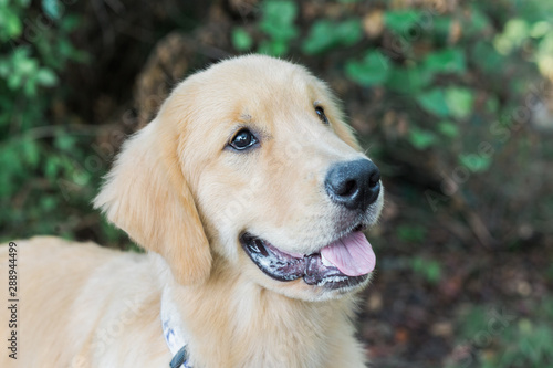 Golden Retriever Dog