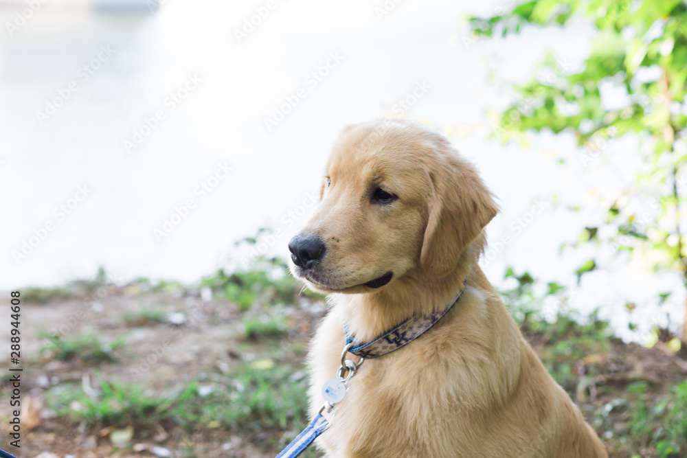 Golden Retriever Dog on a Leash Outdoors