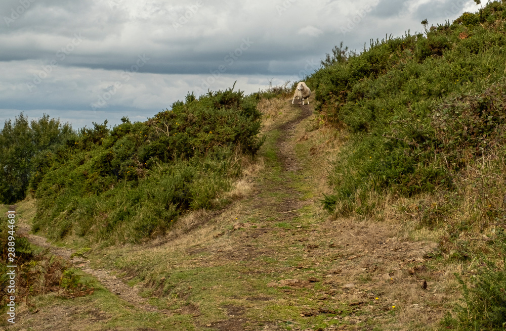 Sheep on the Malvern Hills Malvern Worcestershire