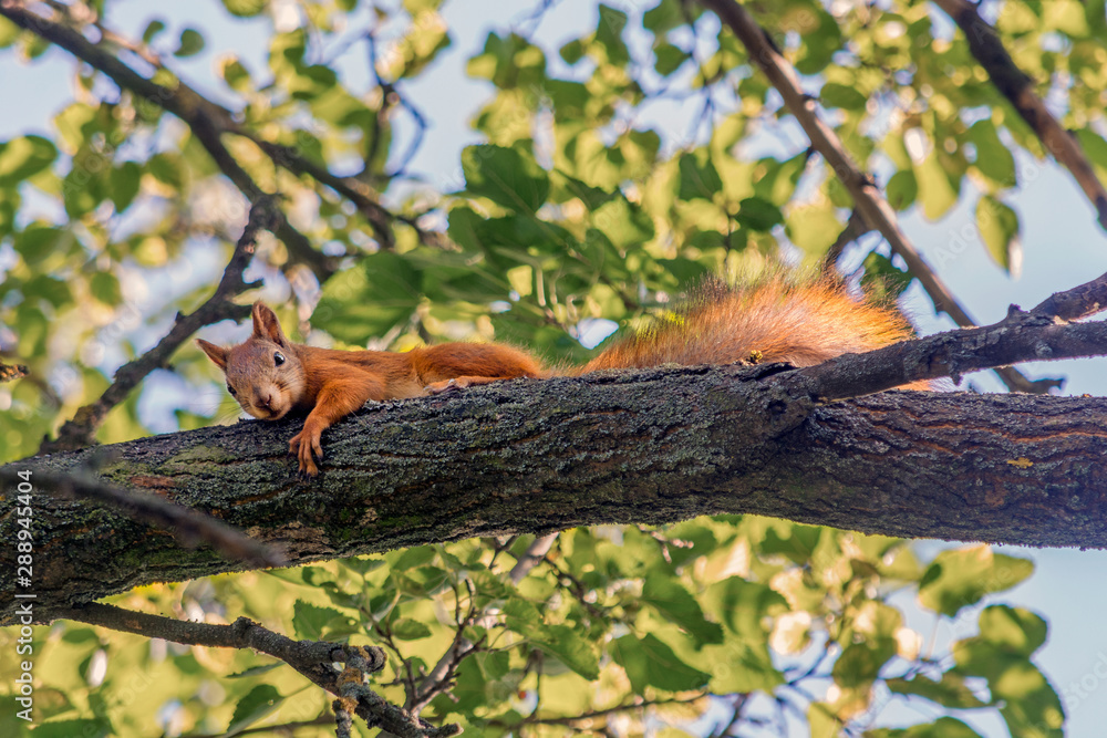Red squirrel on a tree branch looks into the frame. Animals in the wild. Life in the forest. Beautiful soft coat and fluffy tail. Green leaves. Blurred background.