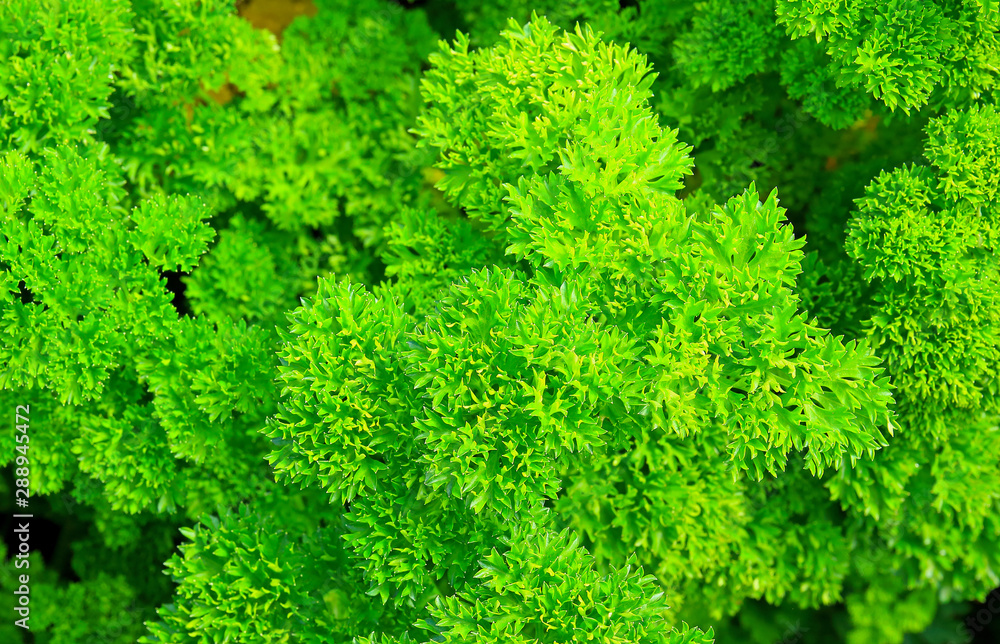 Green bush of curly parsley (Petroselinum) background. Popular culinary herbs. Essential oil and curly parsley fruits are prohibited for use in the production of biologically active food additives 