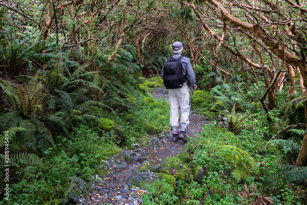 Hiker walking under canopy of New Zealand tree fuchsia (Fuchsia excorticata) along the Milford Track in Fiordland National Park in the South Island of New Zealand. 