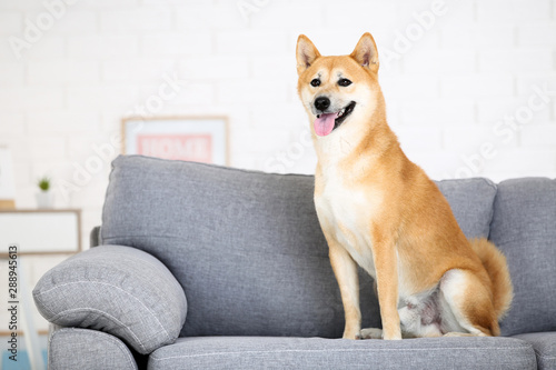 Shiba inu dog sitting on grey sofa at home