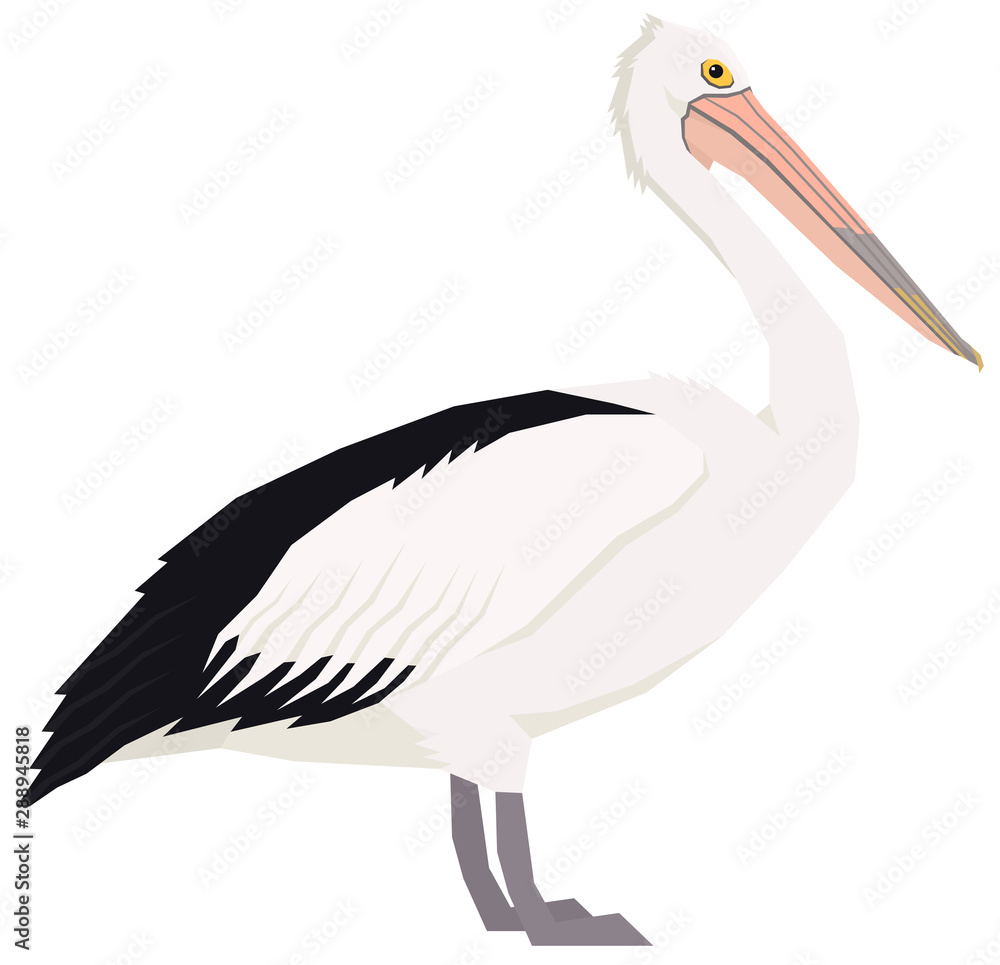 Obraz premium Australian pelican bird Vector illustration Isolated object