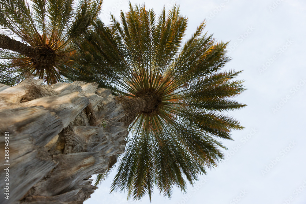 Obraz premium palmera datilera en plano contrapicado