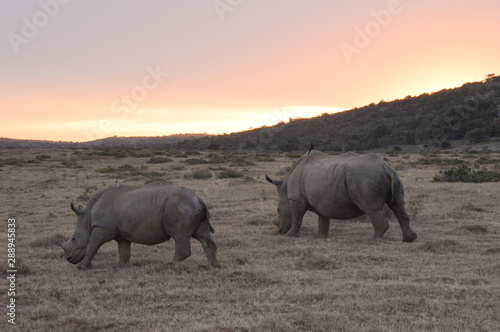 Double Trouble- Rhino Sunset © Chelsea