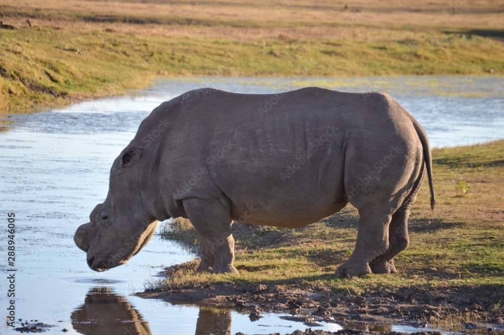 Fototapeta premium Thirsty Rhino Pt 2