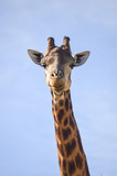Happy Giraffe 