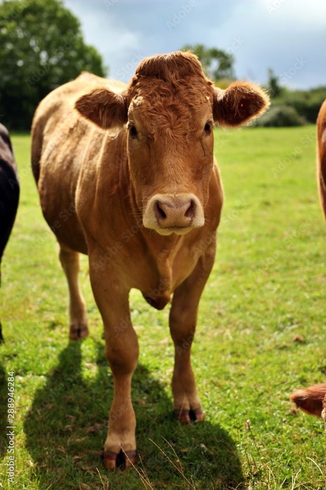 cow in a field