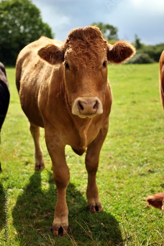 cow in a field © Godwill