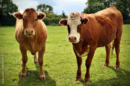 Two cows in a field