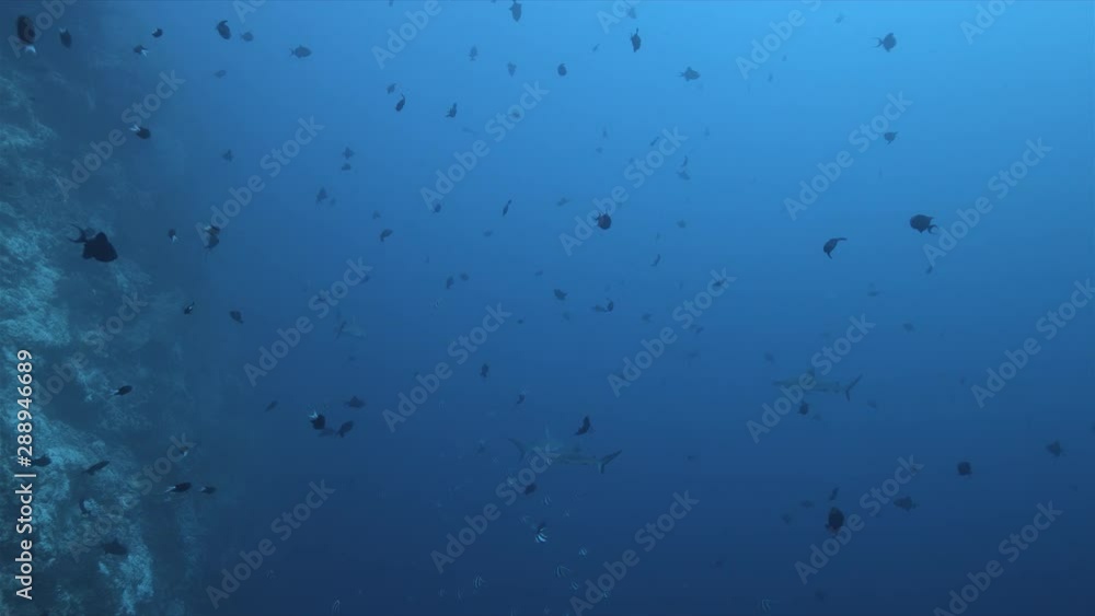 Grey Reef Sharks on a drop off. Tubbataha Reef dive site Delsan Wreck 4k footage Grey Reef Sharks on a drop off. Tubbataha Reef dive site Delsan Wreck 4k footage