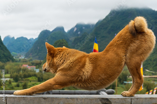 A dog stretching in front of beautiful views in Vietnam