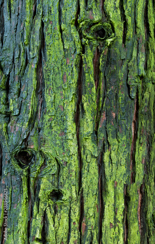 Lichen-covered trunk of old incense cedar (Calocedrus decurrens) in Elk Rock Gardens, in Portland, Oregon photo