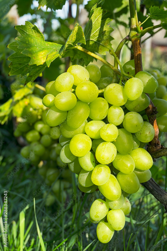 Close up Bunch of fresh green grapes on the vine with green leaves in vineyard Close up Bunch of fresh green grapes on the vine with green leaves in vineyard