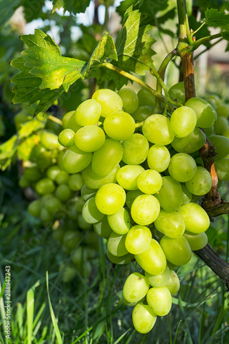 Close up Bunch of fresh green grapes on the vine with green leaves in vineyard