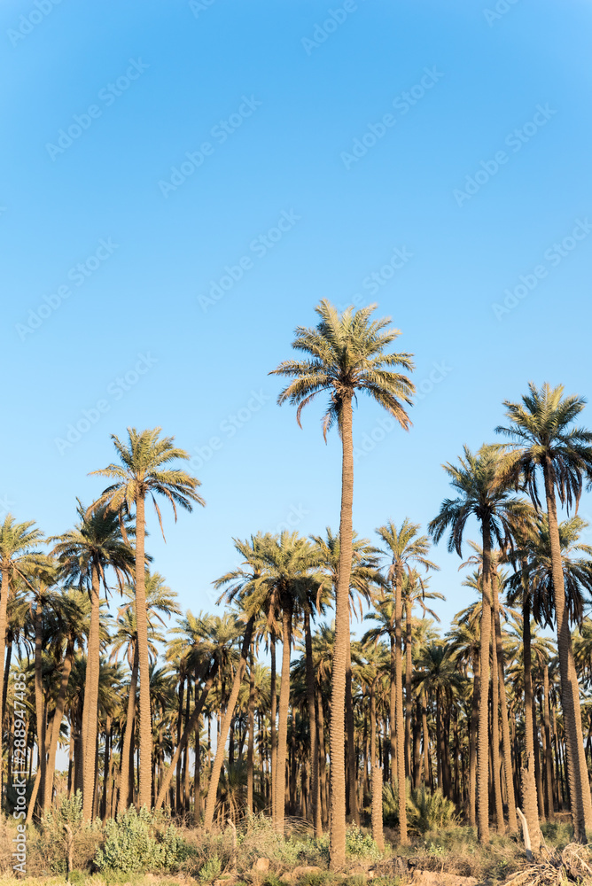 Palm trees plantage