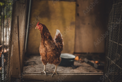 Image - Hen standing in dirty hen house on sunny day. Illuminated Hen with natural light posing to camera in farmyard (garden). Close up of chicken standing on the edge of wooden table in barn yard