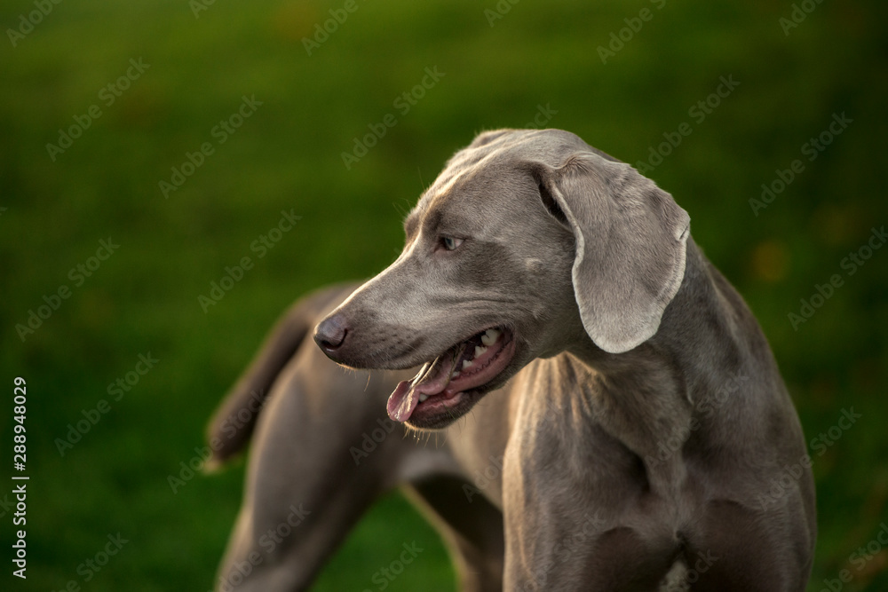 Portrait of a weimaraner breed grey hunting dog in summer park. Happy healthy dog concept. Portrait of a weimaraner breed grey hunting dog in summer park. Happy healthy dog concept.