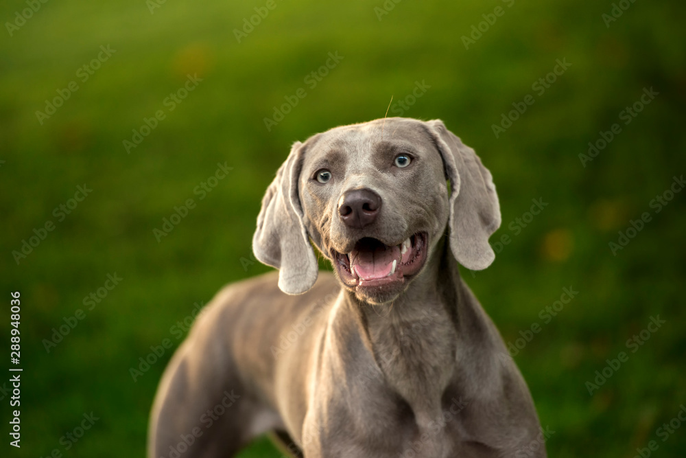 Portrait of a weimaraner breed grey hunting dog in summer park. Happy healthy dog concept.