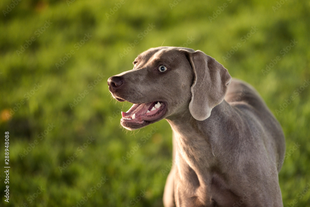 Grey shorthaired Weimaraner hunting dog standing in the park in summer day.