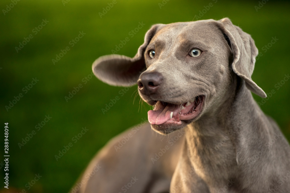 Portrait of a weimaraner breed grey hunting dog in summer park. Happy healthy dog concept.