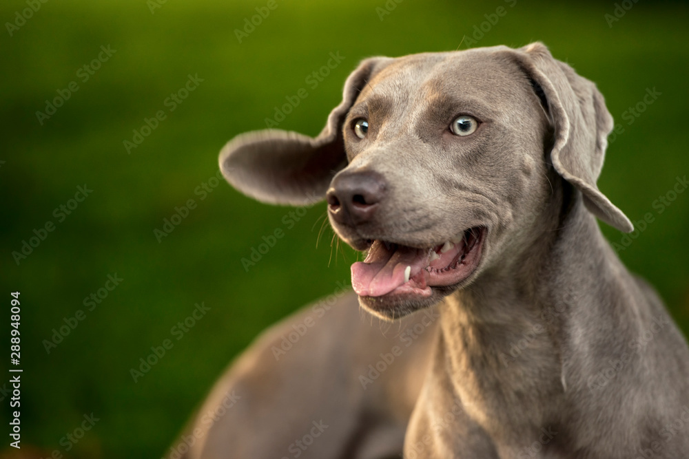 Portrait of a weimaraner breed grey hunting dog in summer park. Happy healthy dog concept. Portrait of a weimaraner breed grey hunting dog in summer park. Happy healthy dog concept.