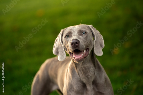 Portrait of a weimaraner breed grey hunting dog in summer park. Happy healthy dog concept. © arthorse