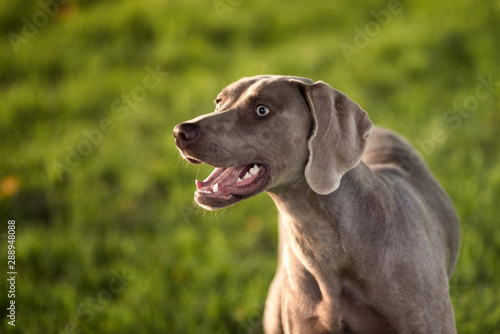 Grey shorthaired Weimaraner hunting dog standing in the park in summer day. © arthorse