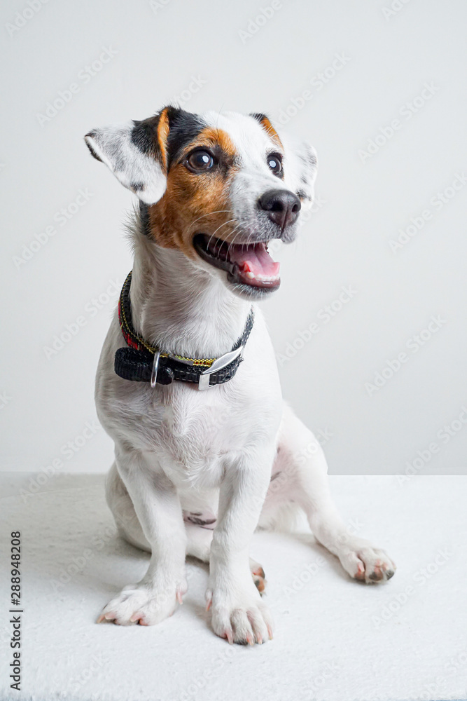 Jack Russel Terrier Puppy sitting on white table Jack Russel Terrier Puppy sitting on white table