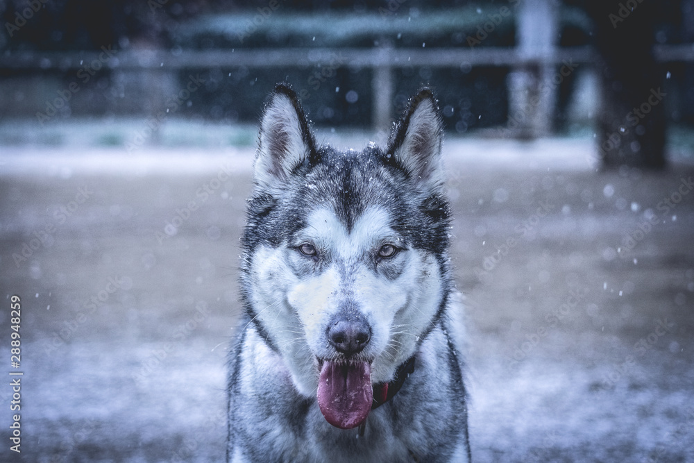 Nordic dog in winter while it is snowing