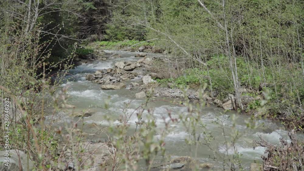 stormy mountain river in the forest, spring sunny weather stormy mountain river in the forest, spring sunny weather