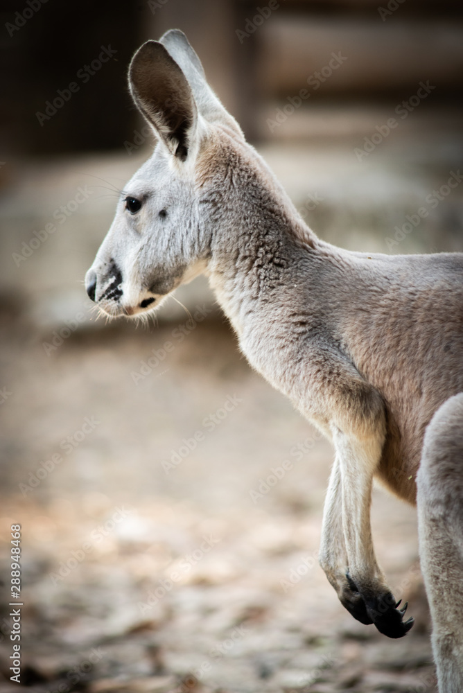 Kangaroo