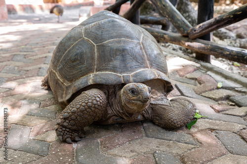 Beautiful giant tortoise in Zanzibar