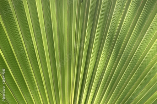 Texture palmier éventail