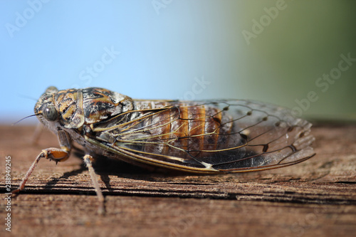 Insecte Cigale Cicada orni