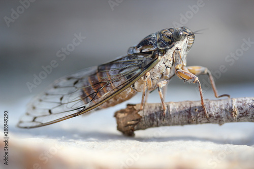 Insecte cigale Orni Stiennon Jacques © jahstiennon