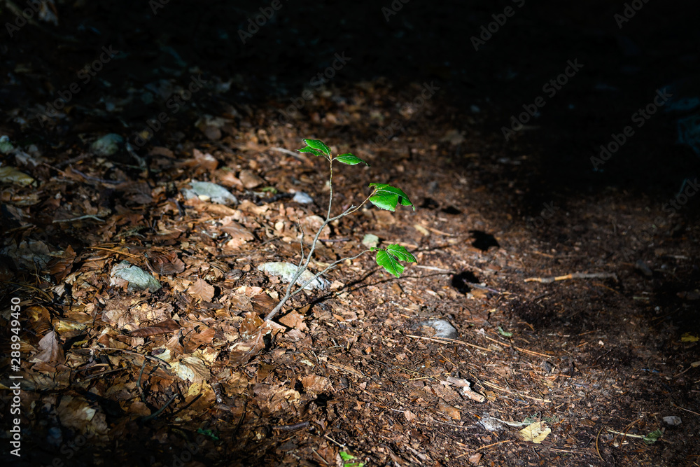 small tree illuminated by sunlight in a dark forest small tree illuminated by sunlight in a dark forest