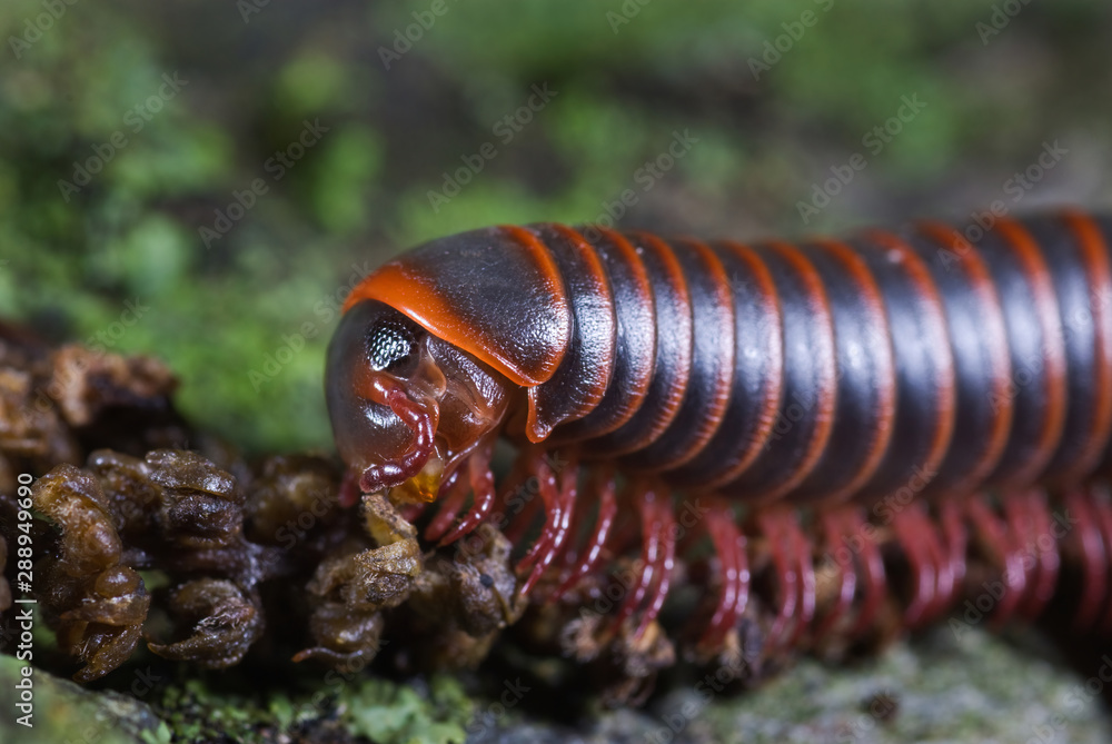 American giant millipede (Narceus americanus) eating oak tree flower on forest floor in Shenandoah National Park, Virginia American giant millipede (Narceus americanus) eating oak tree flower on forest floor in Shenandoah National Park, Virginia
