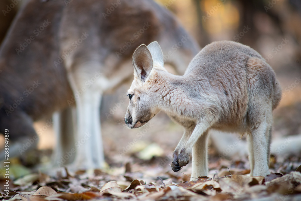 Kangaroo Kangaroo