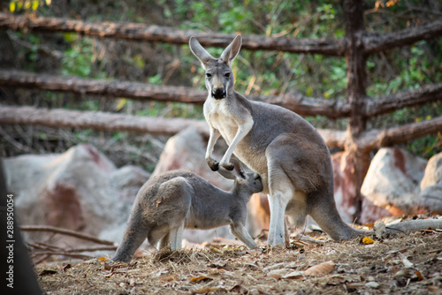 Kangaroo