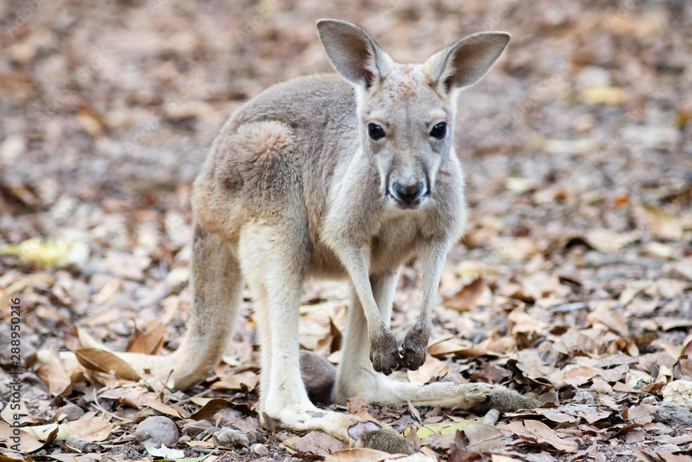 Kangaroo