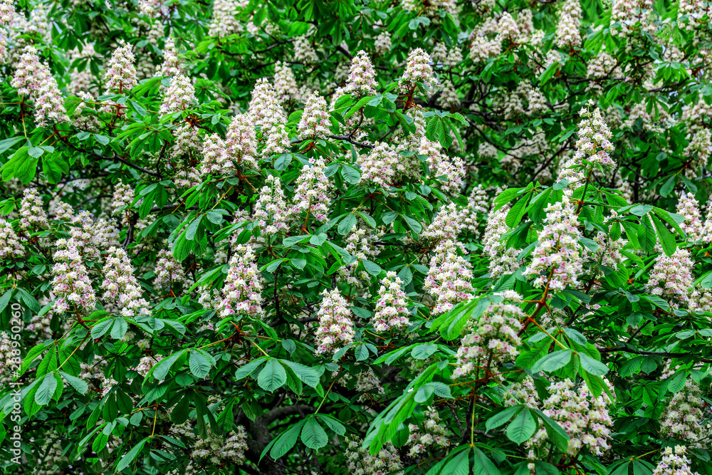 bright colorful chestnut blossoms bright colorful chestnut blossoms