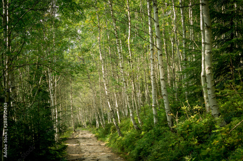 birch forest in the Giant mountains in late summer birch forest in the Giant mountains in late summer